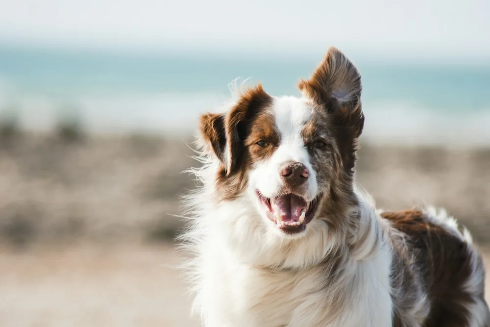 Chien au pelage long à l'extérieur